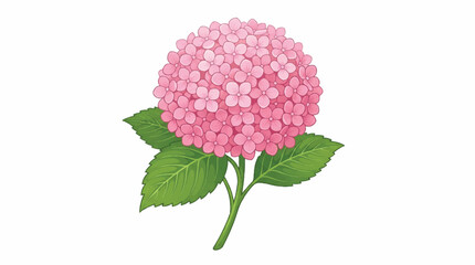 Fototapeta premium Close up pink hydrangea flower with green leaves and clustered petals.