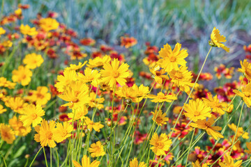 Obraz premium Bright yellow coreopsis grandiflora flowers, also known as tickseed, blooming in sunny summer garden with colorful floral background. Coreopsis grandiflora ornamental wildflowers in landscape design