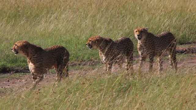 Group of cheetah brothers in Masai Mara National Reserve, Kenya