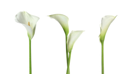 Obraz premium Calla lily flowers isolated on white, set