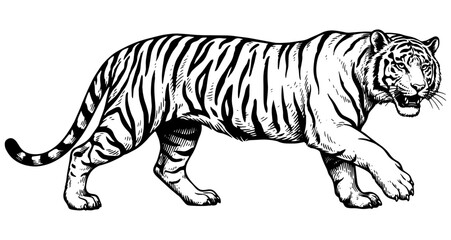 Obraz premium Vintage Hand-Drawn Bengal Tiger Engraving, Retro Sketch of Wild Cat Predator, Majestic Jungle Animal Vector Illustration