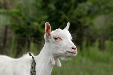Fototapeta premium Little goat grassing on green summer meadow at village countryside.