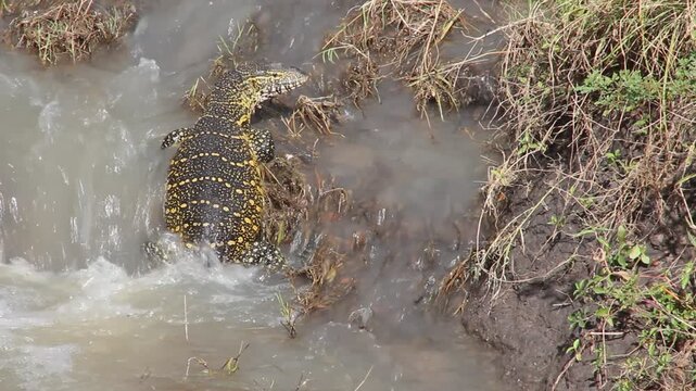 Nile Monitor (Varanus niloticus) in Masai Mara National Reserve, Kenya