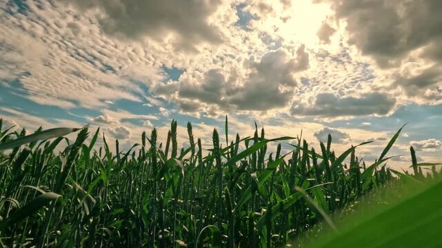 Camera movement through green ears wheat. Green wheat ears with grain ripen in field. Grain harvest ripens in summer. Grow wheat ripening in field. Agricultural business. Organic wheat. Green sprouts