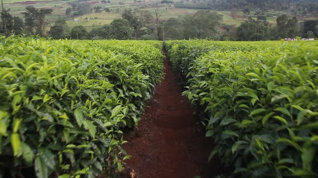Tea plantations near Kericho, Kenya
