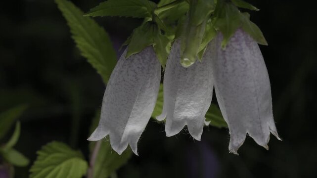 Tokyo, Japan - June 12, 2026: Closeup of Campanula punctata or Japanese bellflower