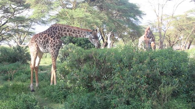 Masai giraffes (Giraffa tippelskirchi) at Crescent Island Game Sanctuary on Naivasha lake, Kenya