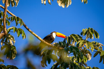 Fototapeta premium Toco Toucan perched on tropical tree branch against vibrant Blue sky