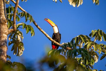 Naklejka premium Toco Toucan perched on tropical tree branch against vibrant Blue sky