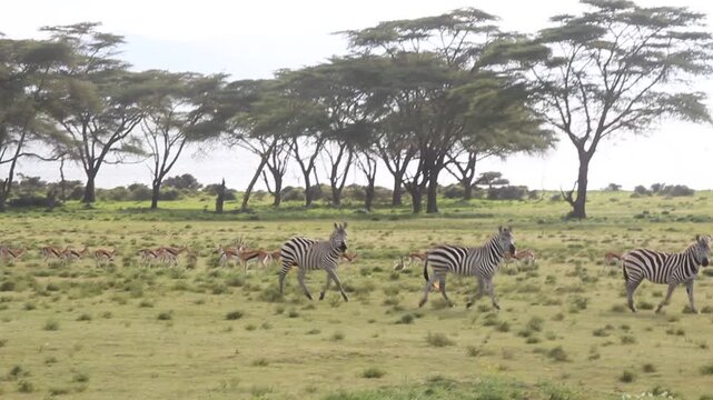 Thomson's Gazelle (Eudorcas thomsonii) and zebras at Crescent Island Game Sanctuary on Naivasha lake, Kenya