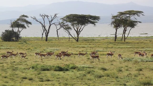 Thomson's Gazelle (Eudorcas thomsonii) at Crescent Island Game Sanctuary on Naivasha lake, Kenya
