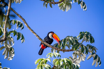 Obraz premium Toco Toucan perched on tropical tree branch against vibrant Blue sky