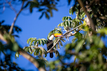 Obraz premium Toco Toucan perched on tropical tree branch against vibrant Blue sky