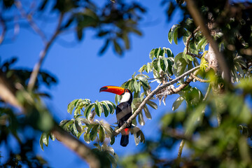 Obraz premium Toco Toucan perched on tropical tree branch against vibrant Blue sky