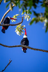 Obraz premium Toco Toucan perched on tropical tree branch against vibrant Blue sky