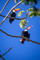 Obraz premium Toco Toucan perched on tropical tree branch against vibrant Blue sky