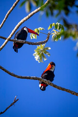 Obraz premium Toco Toucan perched on tropical tree branch against vibrant Blue sky