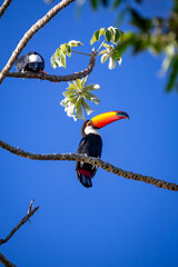 Obraz premium Toco Toucan perched on tropical tree branch against vibrant Blue sky