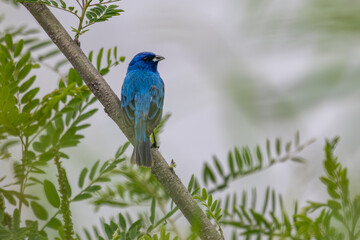 Fototapeta premium Male indigo bunting perched in a tree.