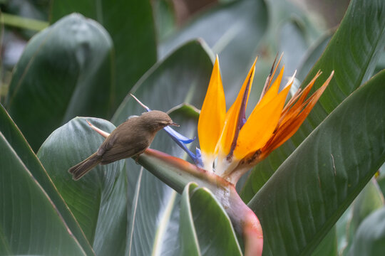 Small bird perched on a vibrant bird of paradise flower in the botanical gardens of Tenerife. Exotic foliage, vivid colors and tropical vegetation create a rich natural habitat scene