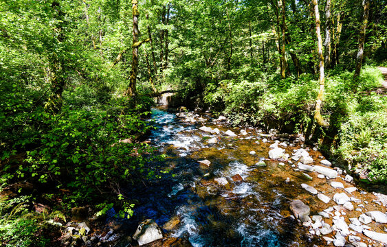 Bridal Veil Creek Upstream View from Trail Bridge at Bridal Veil Falls State Scenic Viewpoint