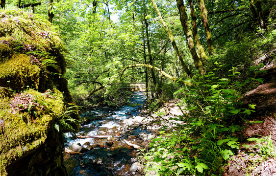 Bridal Veil Creek Upstream View from Trail Bridge at Bridal Veil Falls State Scenic Viewpoint