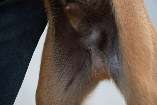 Post Neutering Surgical Incision on Male Dog During Recovery