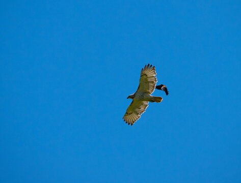a redwing chasing a red tail