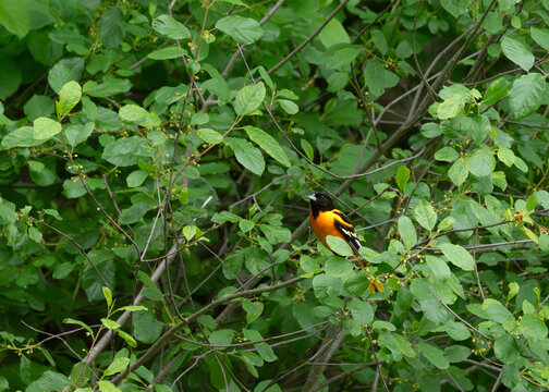 A male baltimore oriole at sunnybrook