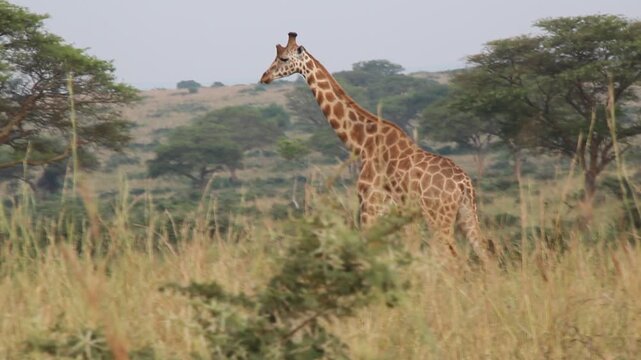 Giraffe in Murchison Falls national park, Uganda