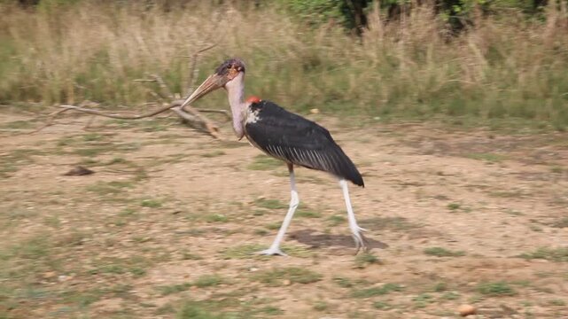 Marabou stork (Leptoptilos crumenifer) in Murchison Falls national park, Uganda
