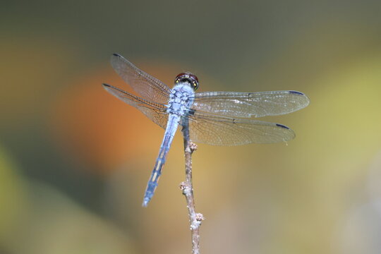 Libellule bleue en macro sur une branche
