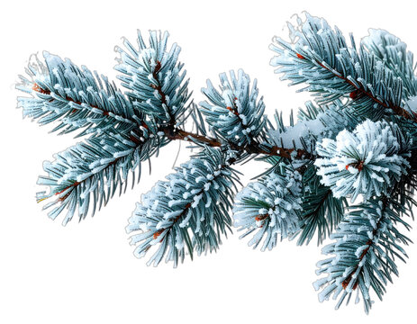 A frosted pine branch against a stark black background.