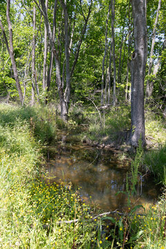 forest landscape