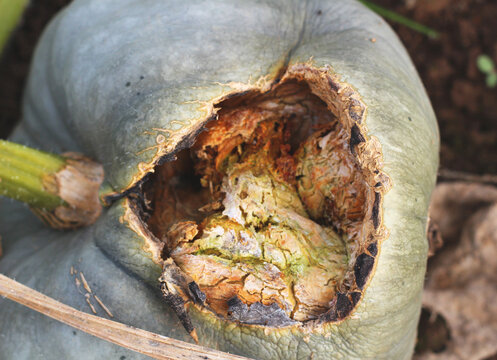 Smashed pumpkin