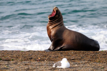 Fototapeta premium South American Sea Lion , Peninsula Valdes, Chubut Province Patagonia Argentina.