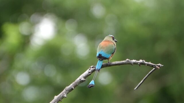 Turquoise-browed motmot perching on a branch