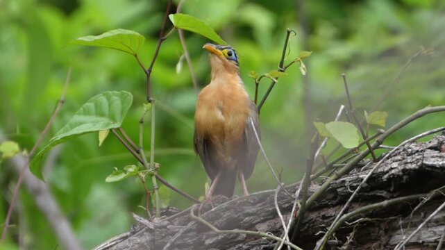 Yellow-billed babbler bird perching on tree branch