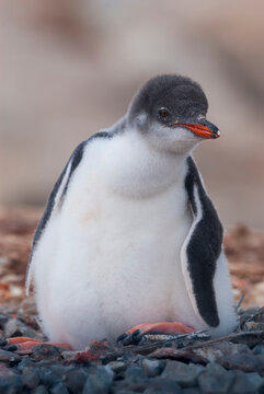 Gentoo Penguin, Pygoscelis papua,  Antartica, Port Lockroy, Antartica.