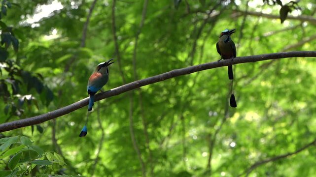 Pair of turquoise-browed motmots perching in the forest