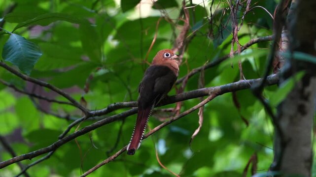 Rufous-headed trogon perching on tree branch