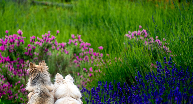 花畑を眺める2匹の犬