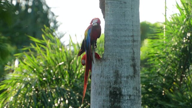 Scarlet macaw couple building nest in a tree hollow