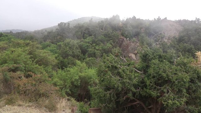 Mist above forest at Jabal Sawda mountain, Saudi Arabia