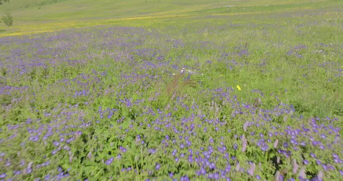 Vol au dessus de prairie Fleurie