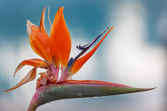 Paradiesvogelblume (Strelitzia reginae)