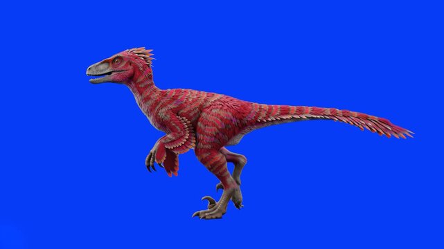 A 3D animated red striped raptor dinosaur walks across the frame against a solid blue screen backdrop. Ideal for VFX compositing, cinematic prehistoric scenes, and educational wildlife videos.