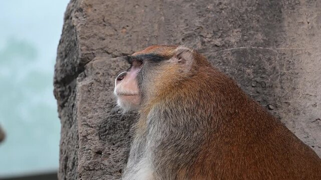 Closeup head shot of a Patas monkey yawning and showing teeth.