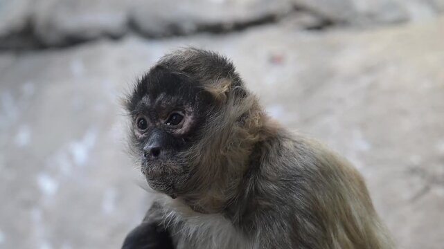 Closeup head shot of a Black-handed spider monkey