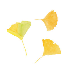 Naklejka premium Watercolor Ginkgo Leaves Set Isolated on White Background 
